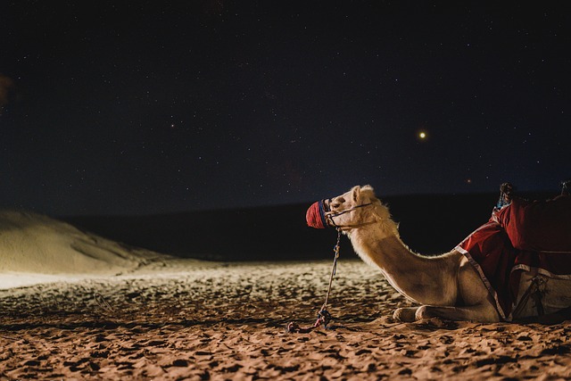 camel-4948299_640
